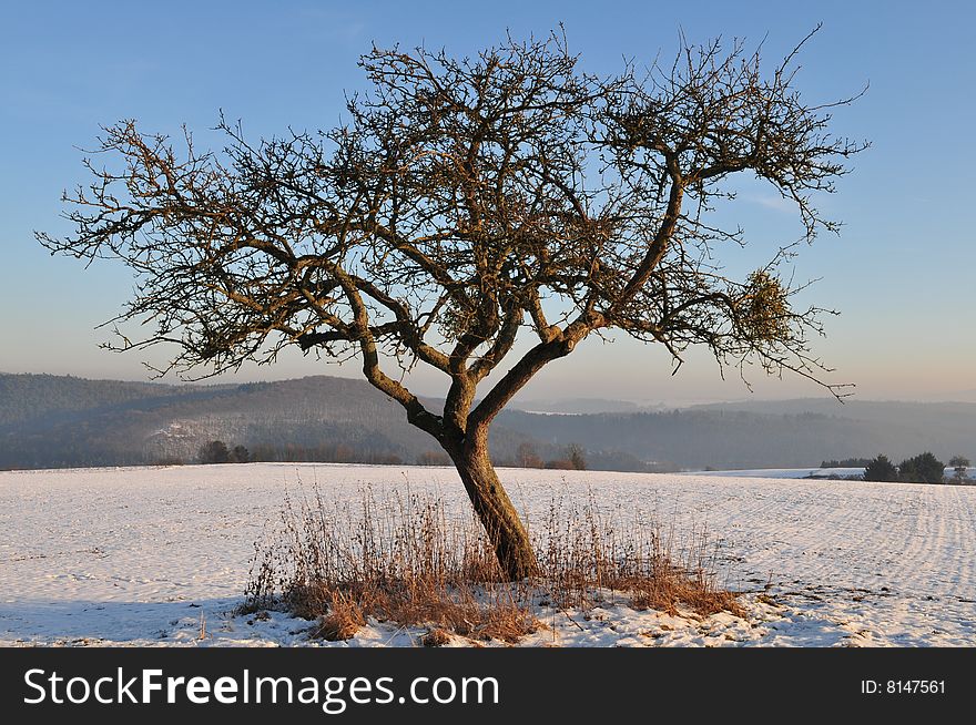 Tree in winter time on a field