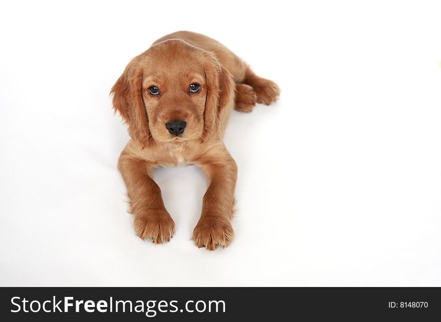 English Cocker Spaniel puppy in front of a white background . English Cocker Spaniel puppy in front of a white background