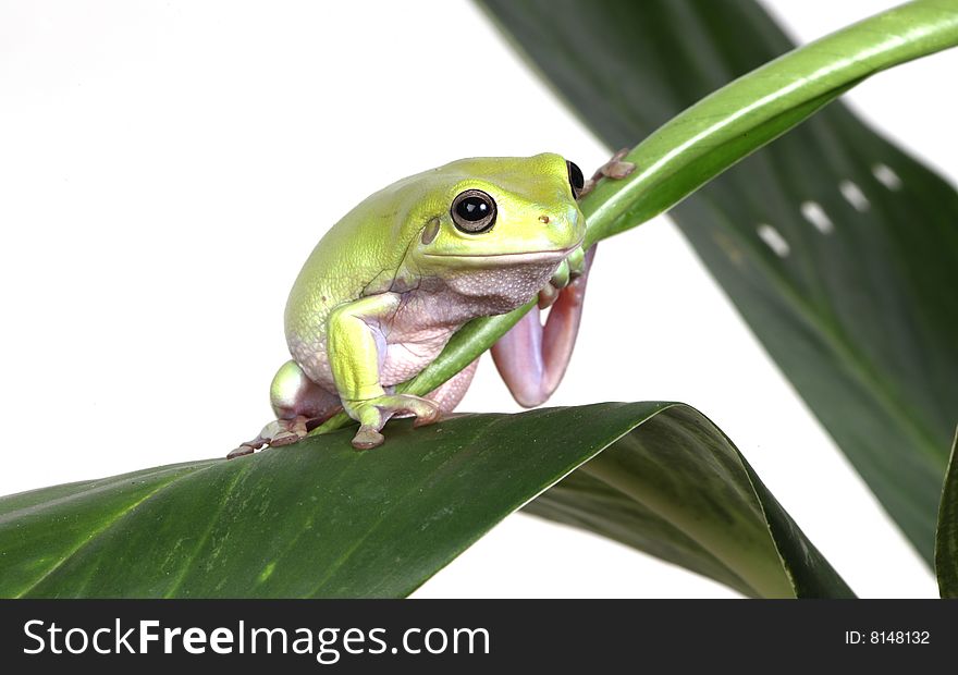 Green Tree Frog