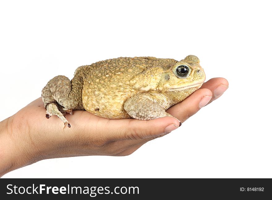 Toad In Hand