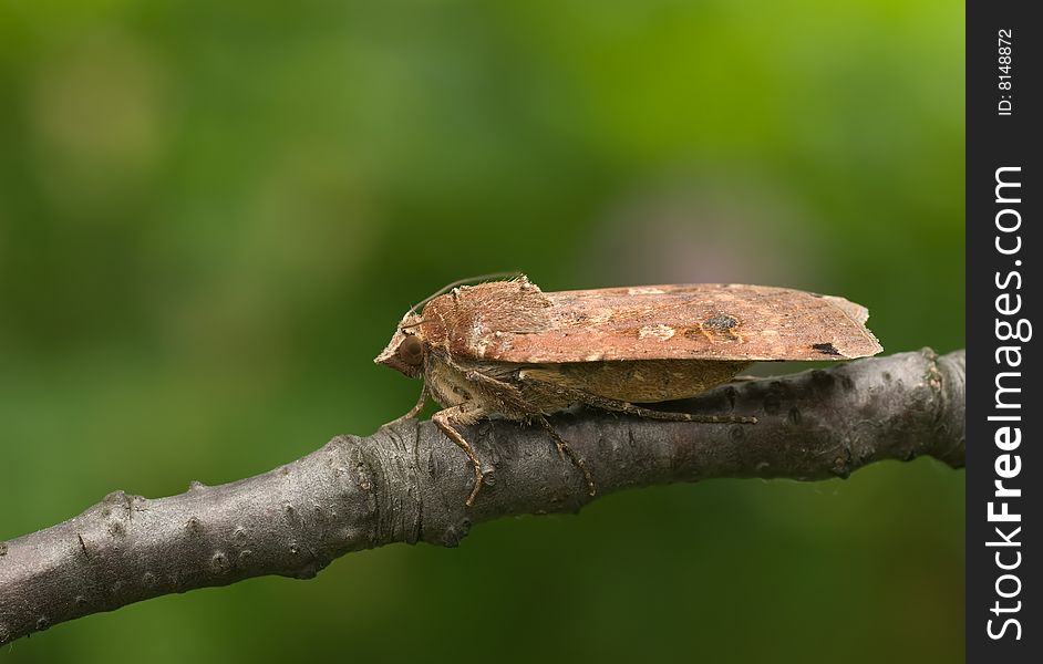 A brown moth on a black branch