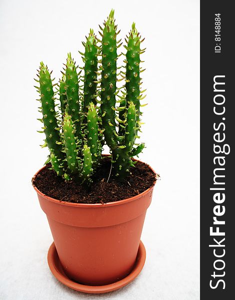 Small cactus in a pot isolated on a white background