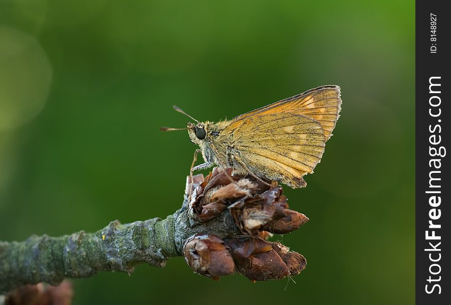 A butterfly on a branch