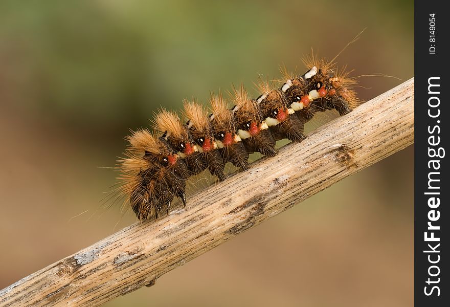 Caterpillar (Acronicta rumicis) of a moth