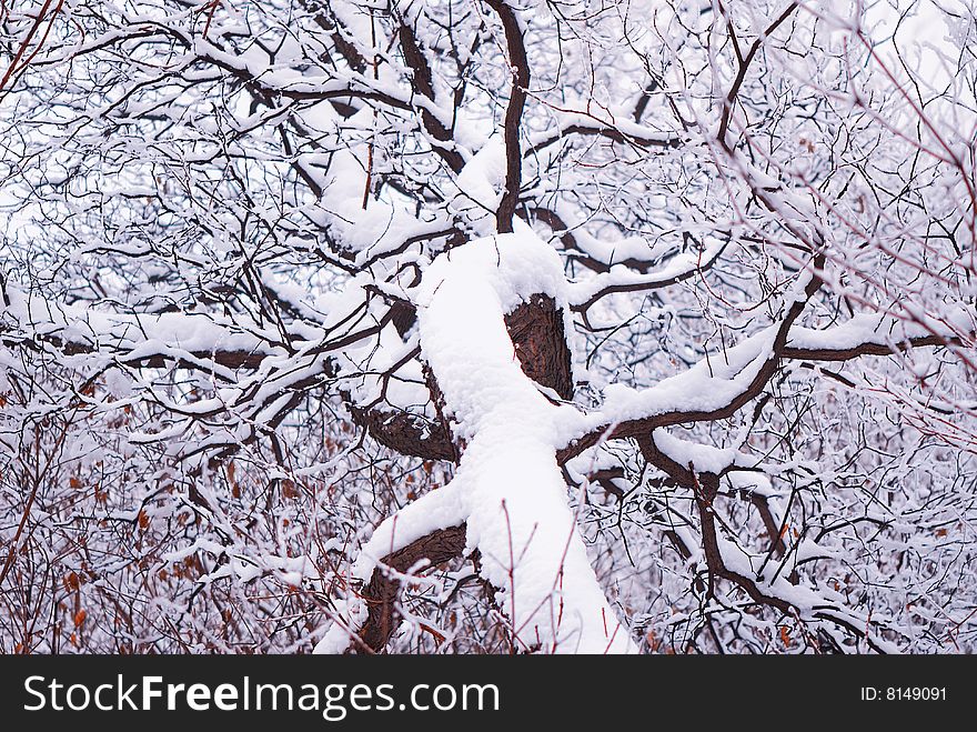 In winter day, trees covered with  snow in park,  landscape. In winter day, trees covered with  snow in park,  landscape