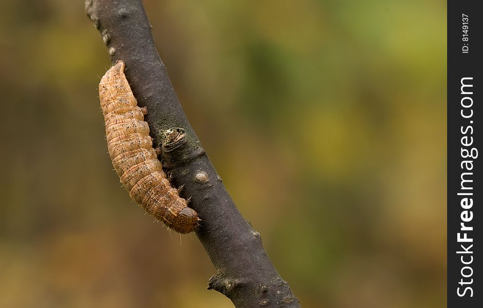 Brown caterpillar of a moth