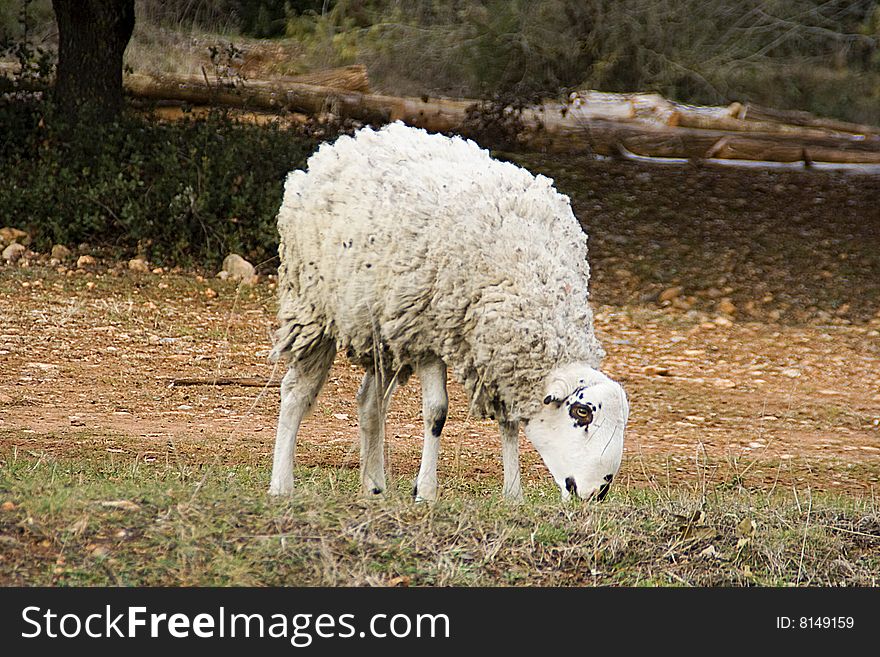 Sheep is eating in meadow