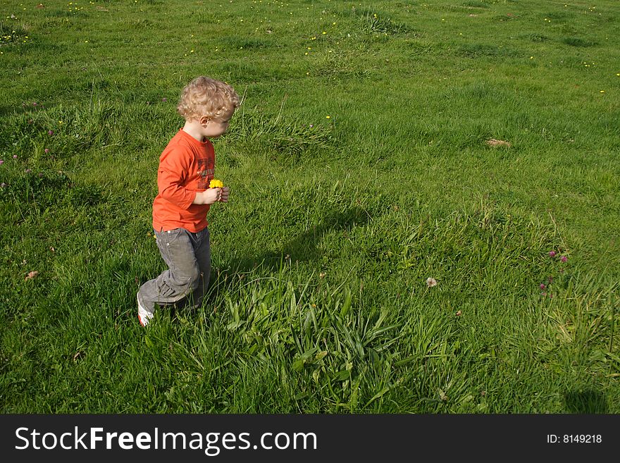 Kid picking up yellow daisy flowers in a meadow. Kid picking up yellow daisy flowers in a meadow