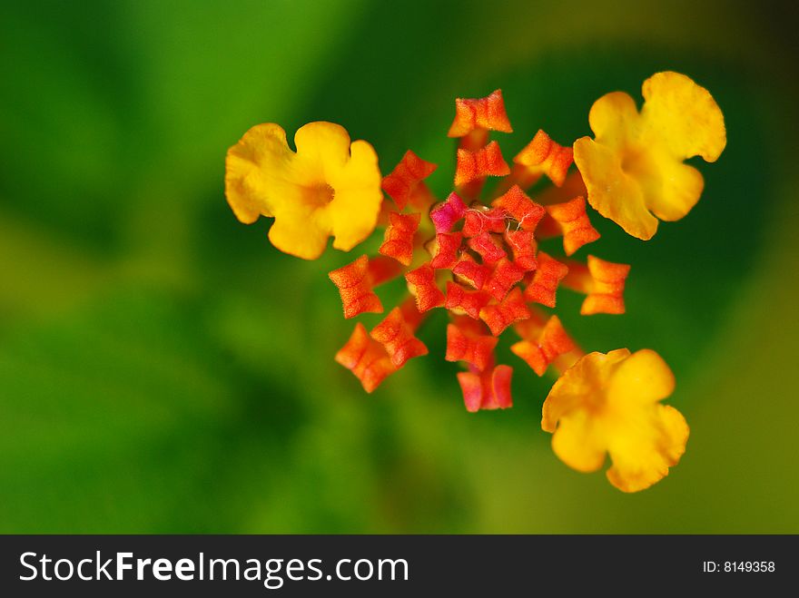 One kind is in bud floret. It is said this plants flowers entire time will have many kinds of colors, most will have 7 kinds, the popular name â€œ7 sistersâ€.