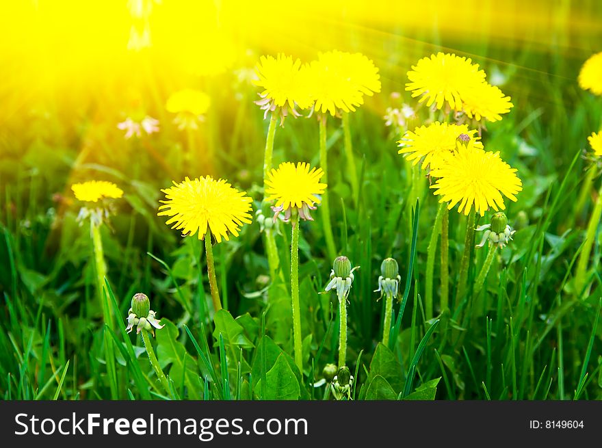Photo of the meadow with yellow dandelions