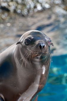 Sea Lion Royalty Free Stock Images