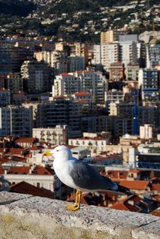 Sea Gull Royalty Free Stock Images