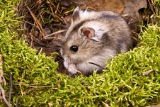 Little Dwarf Hamster Stock Photography