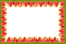 Framework From Tulips Royalty Free Stock Images