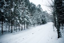 Winter Forest, Snow Covered Trees In The Wood Royalty Free Stock Photos Winter Forest, Snow Covered Trees In The Wood Royalty Free Stock Photos