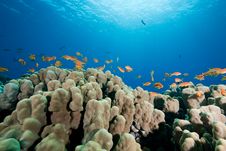 Oman Anthias, Coral And Ocean Stock Photo Oman Anthias, Coral And Ocean Stock Photo
