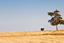 Cow On The Horizon Stock Photo