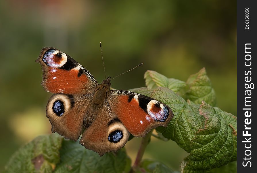 An imago of inachis io. An imago of inachis io