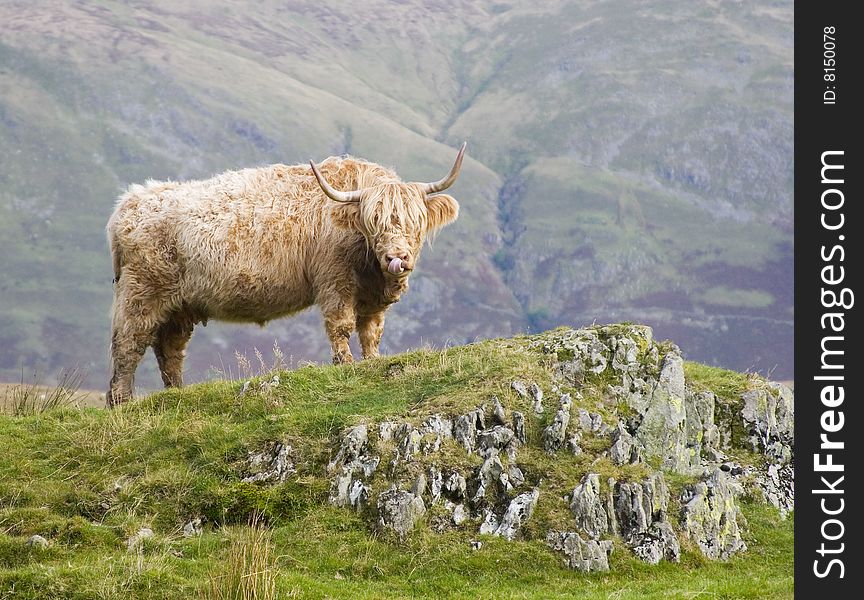 Highland bull with tongue sticking out on mountain top