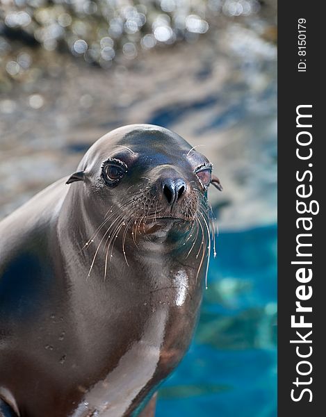 A sea lion laying in the sun