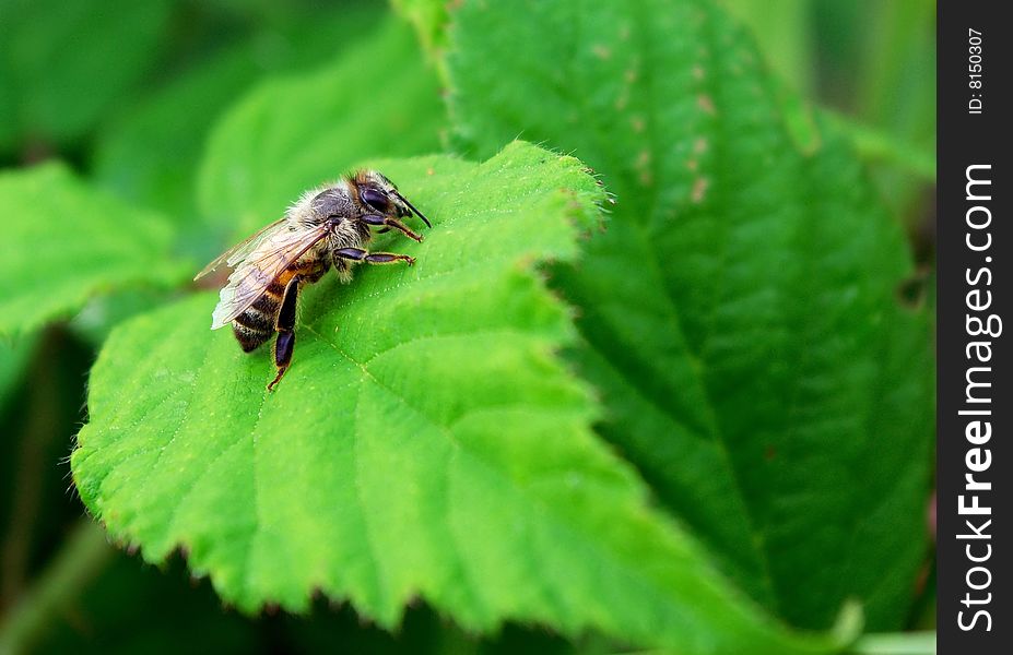 Tired bee repose on the green leaf