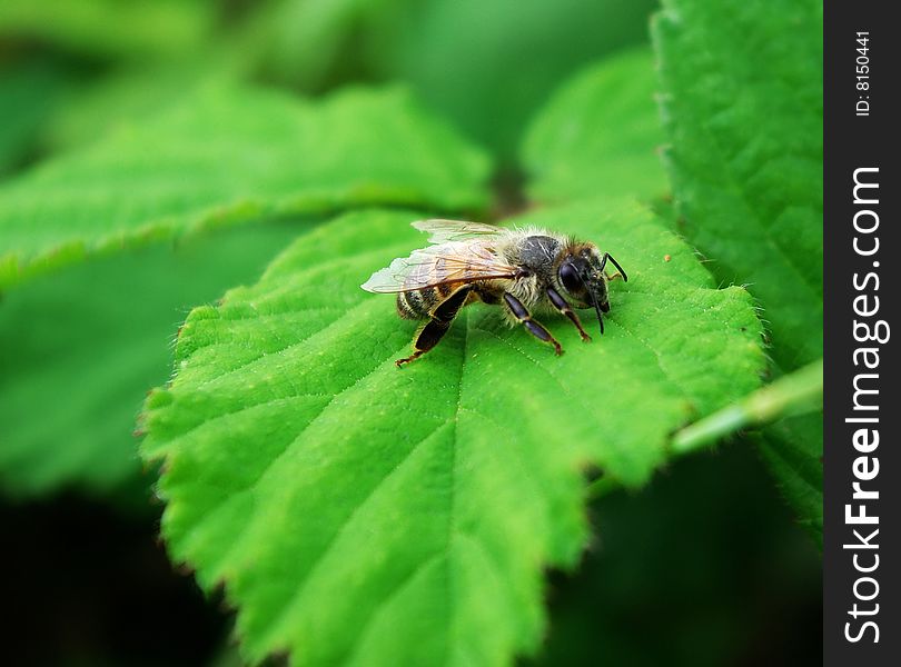 Tired bee repose on the green leaf