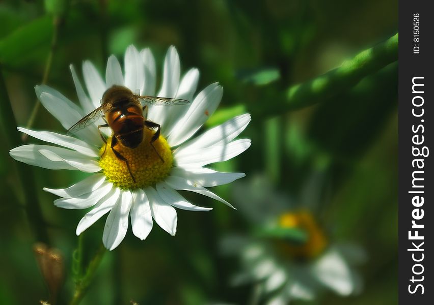 Small bee on the white flower
