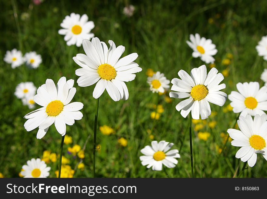 On a photo Camomiles on a field