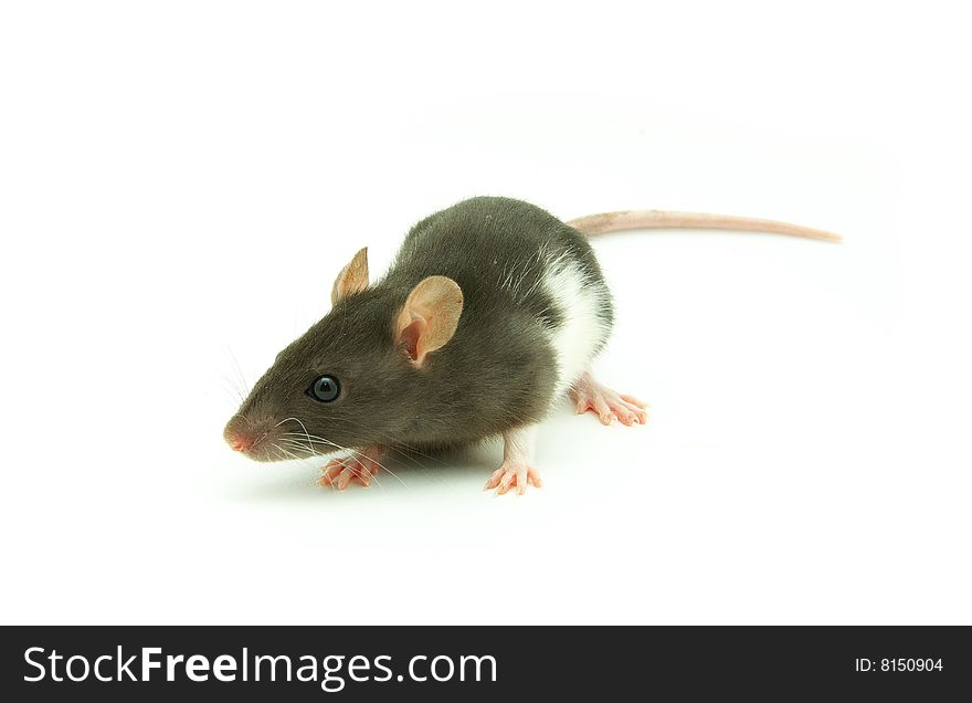 Rat isolated on a white background