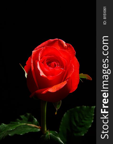 Red rose isolated on a black