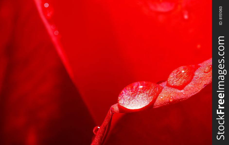 Close-up beautiful rose with water drops. Close-up beautiful rose with water drops