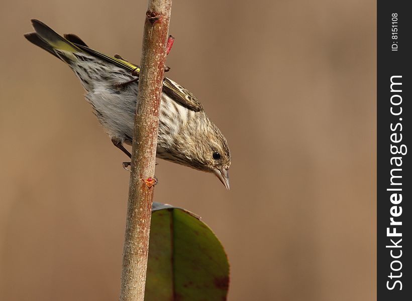 The Pine Siskin can be identified by its yellow patches in the wings and tail. When these are not visible, as on a perched bird, it can look like a sparrow. The Pine Siskin can be identified by its yellow patches in the wings and tail. When these are not visible, as on a perched bird, it can look like a sparrow.