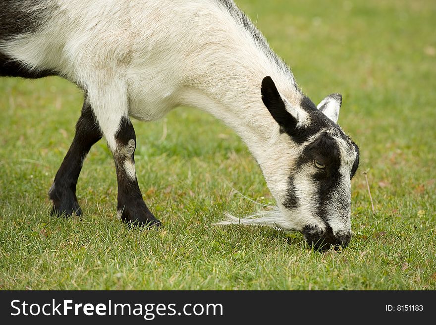 A goat eating grass in my backyard!
