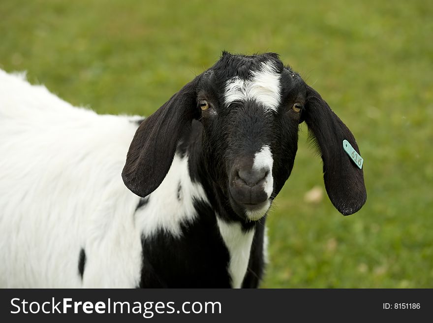 A goat portrait in my backyard!