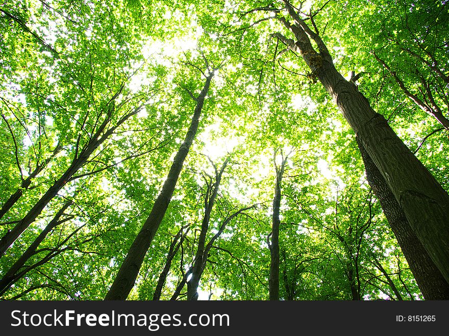 Trees in a  green forest in spring. Trees in a  green forest in spring