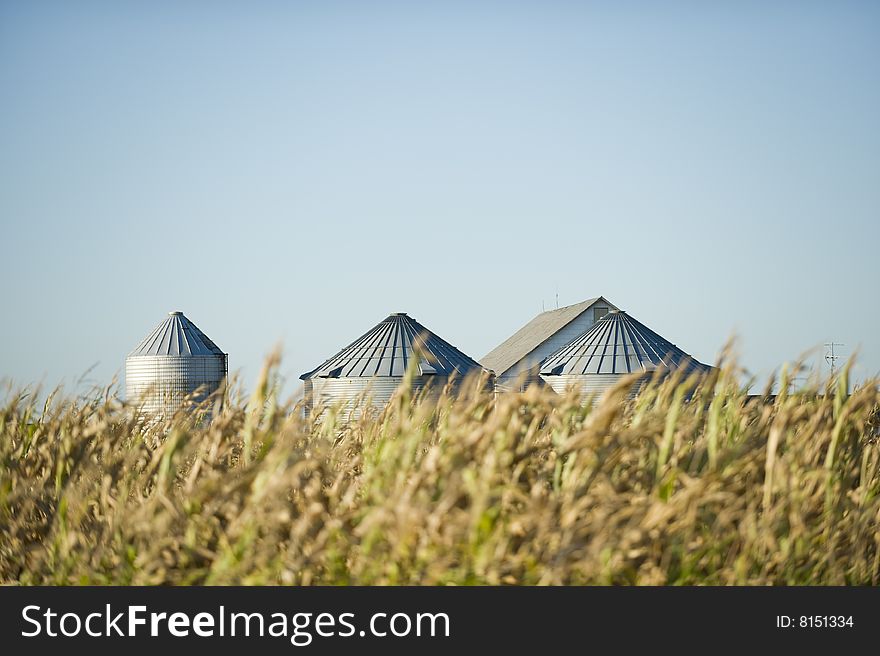 Late summer corn crop in front of storage silos.