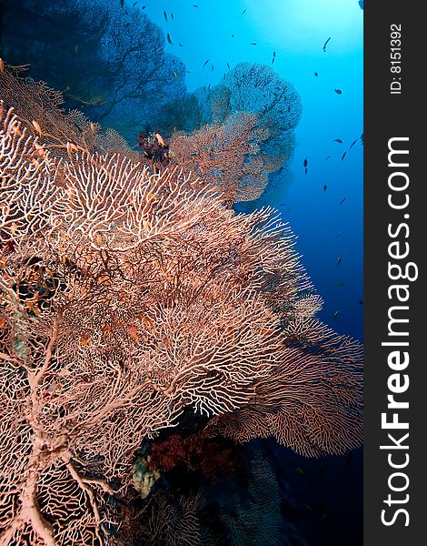 Seafan,coral and ocean taken in the red sea.