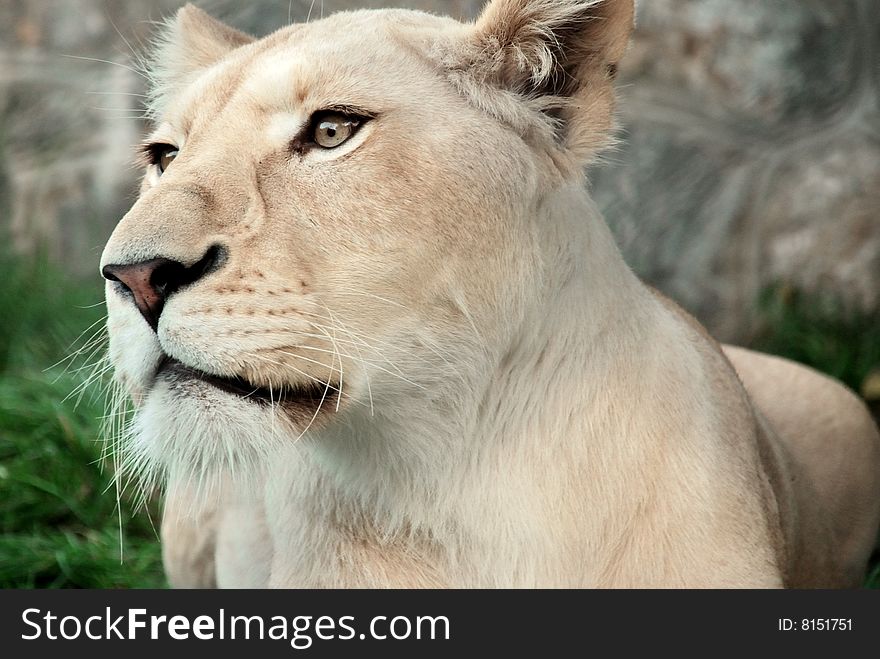 Rare white lion in Belgrade ZOO.