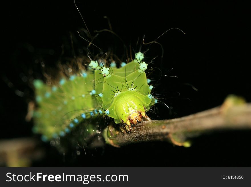 Green Water Moth Larvae