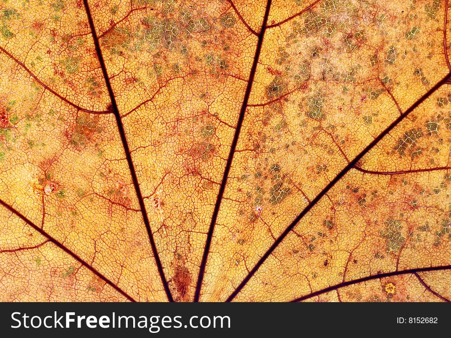 Autumn leaf background, close-up shot