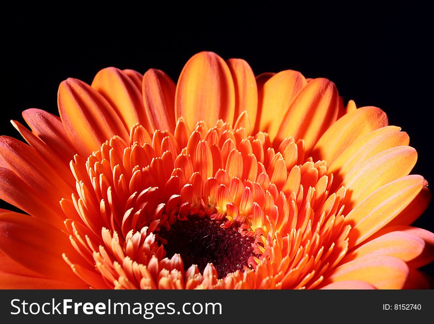 A orange flower on a black background. A orange flower on a black background