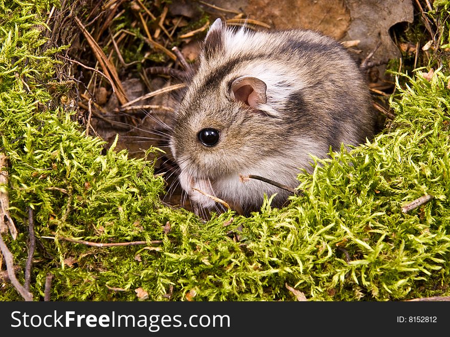 Little dwarf hamster on green nest