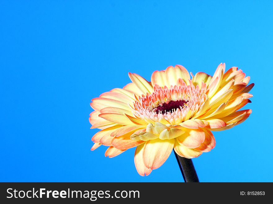 A Flower on a blue background. A Flower on a blue background