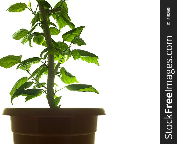 Green plant isolated on white