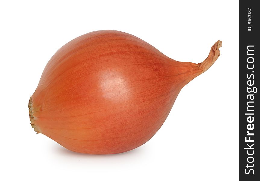 One onion on the white