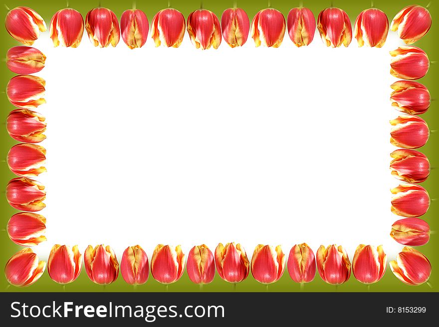 Framework from tulips