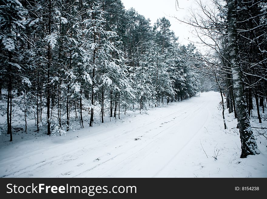 Winter Forest, Snow Covered Trees In The Wood