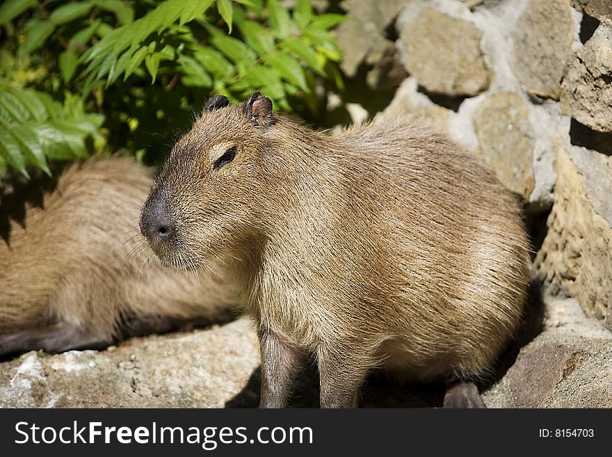 Hydrochoerus hydrochaeris - Capibara, Capybara animal