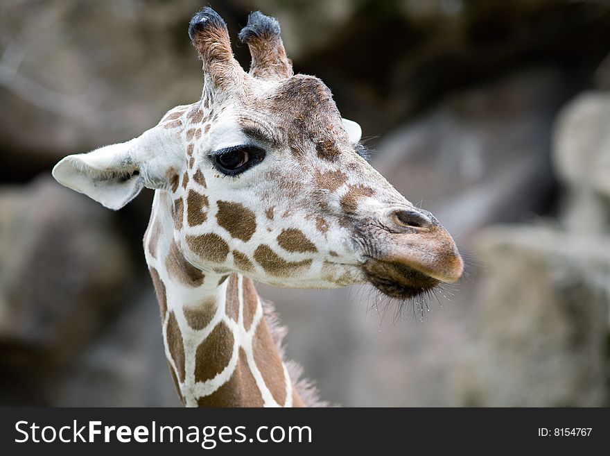 Portrait of a Giraffe, Philadelphia Zoo