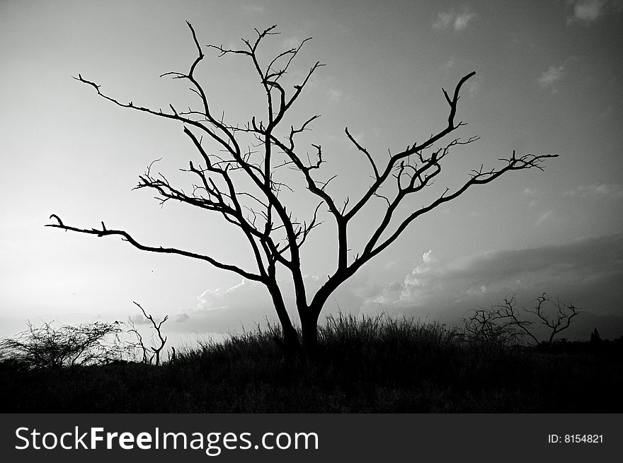 A picture of a tree on a mountain at sunset. It reminded me of Africa.